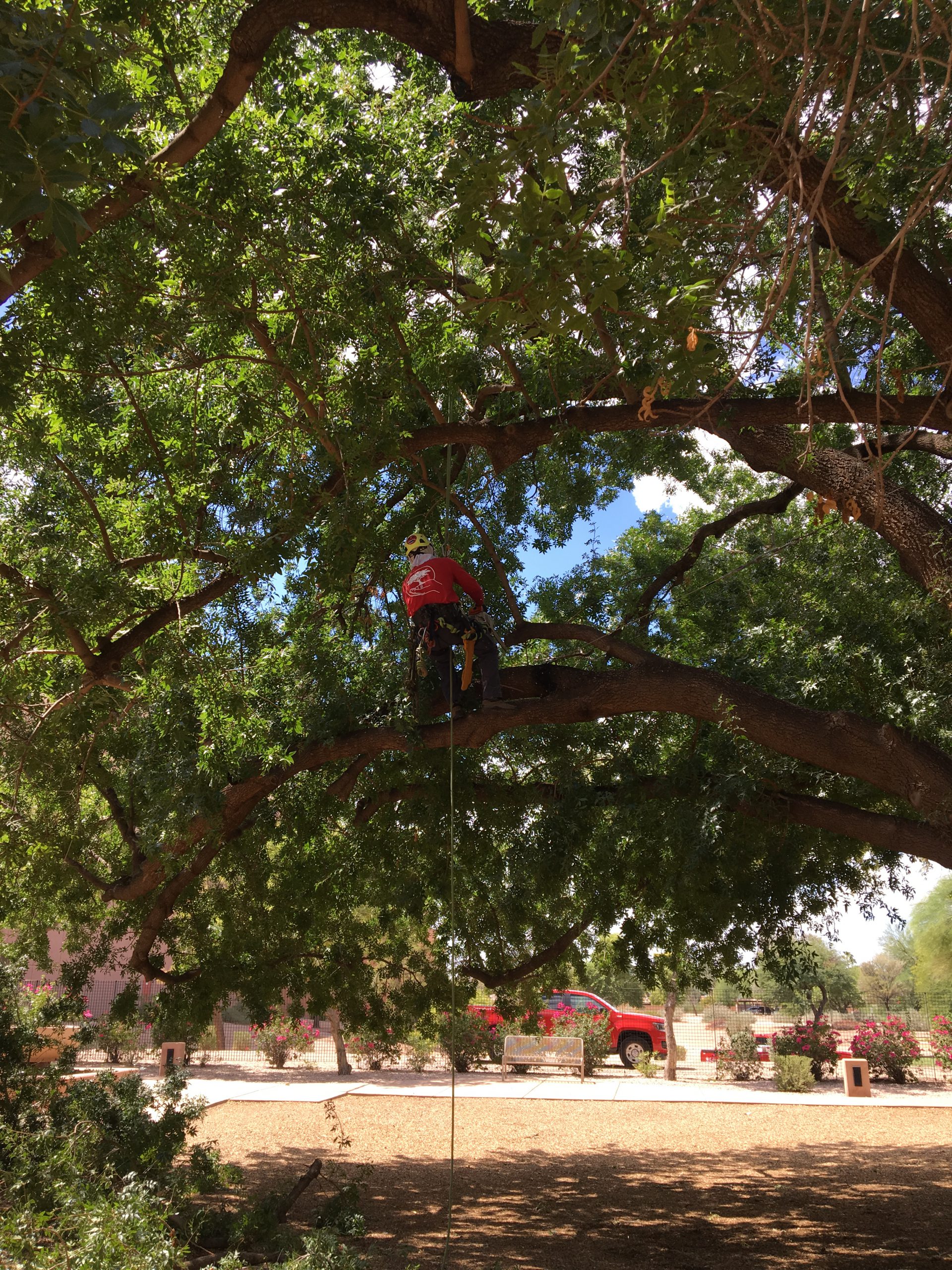 Create A Management Plan Your Trees Will Appreciate! – Caretaker Landscape